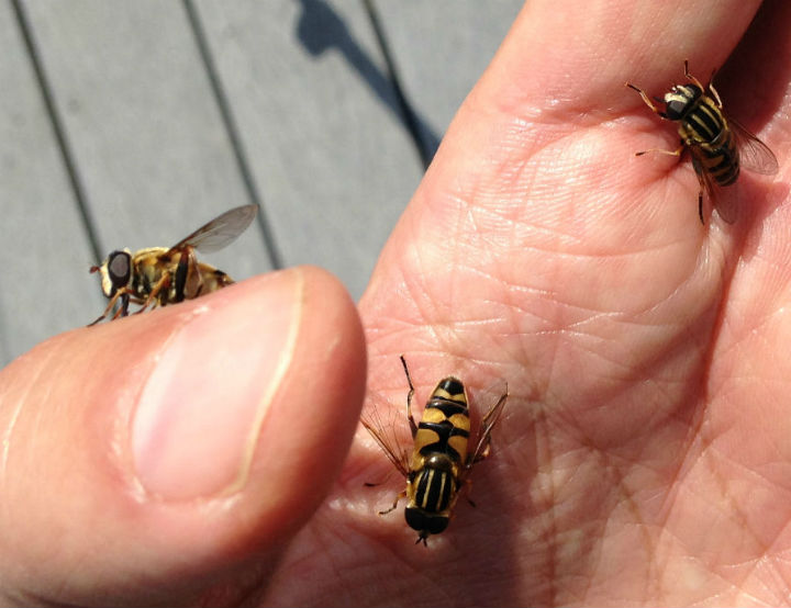 Bee Mimic Fly